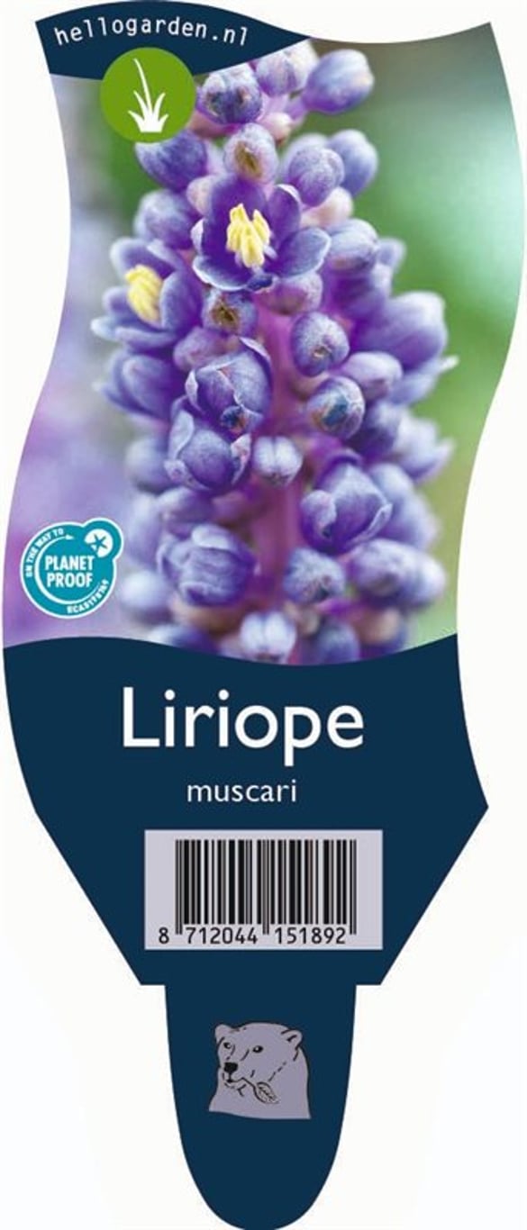 Liriope muscari - P11